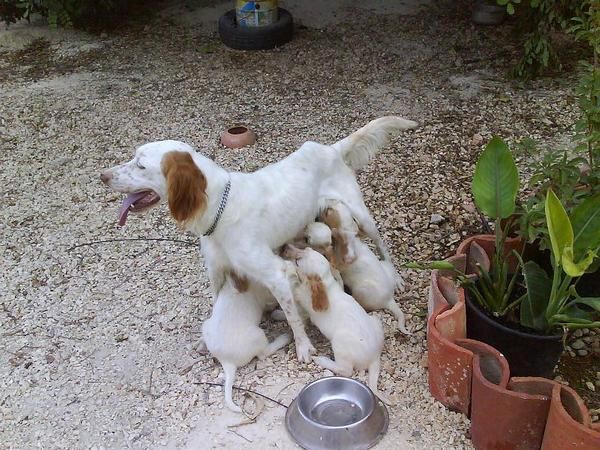 Setter inglés