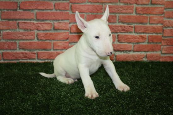 ¡Oportunidad! Bullterrier, ocasion