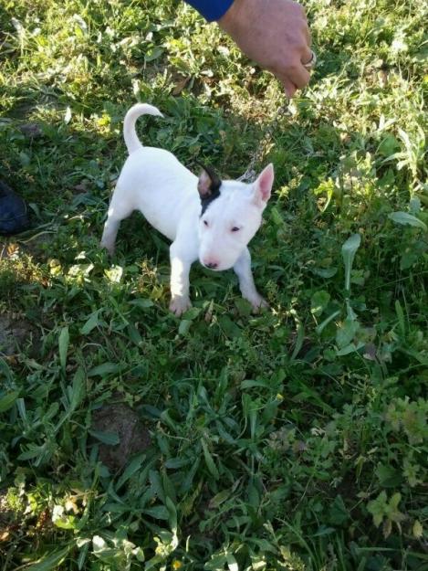 Bullterrier miniatura de calidad