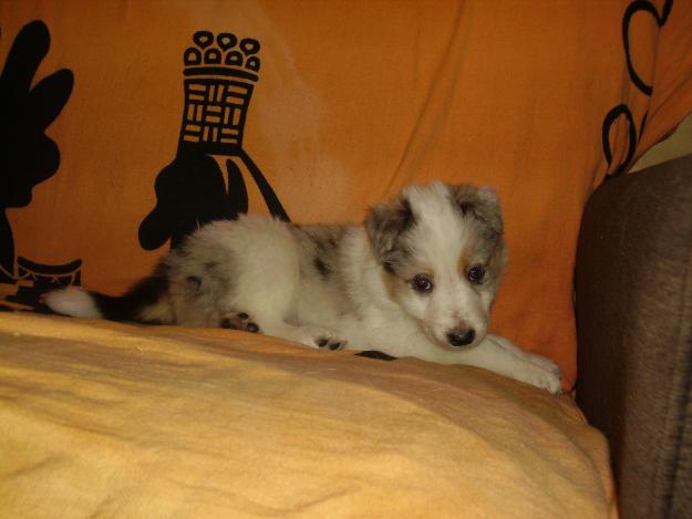 CACHORROS BORDER COLLIE