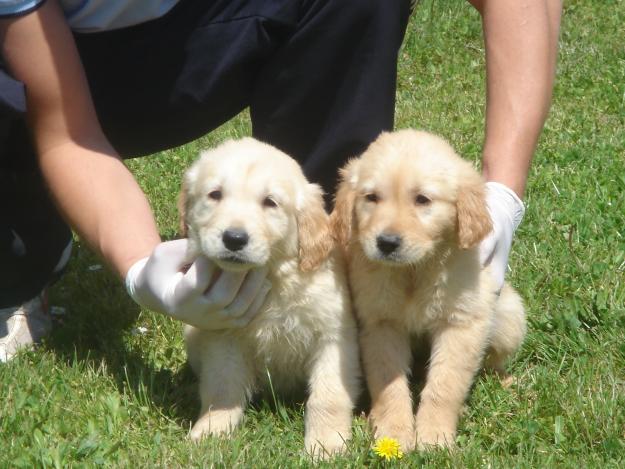 CACHORROS DE GOLDEN RETREIVER