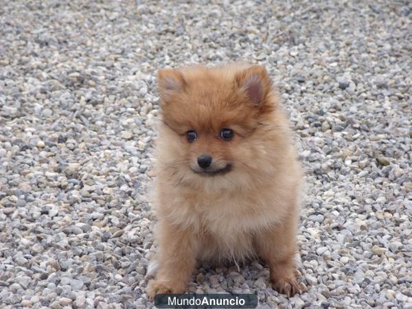 Cachorros Pomerania 350€