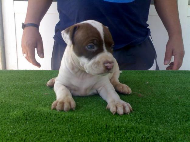 impresionantes cachorros de pit bull anchos, bajitos  y muy cabezones