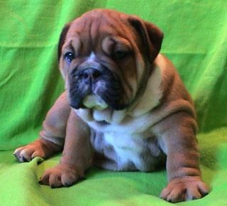 Macho y hembra cachorros de Bulldog Inglés disponibles