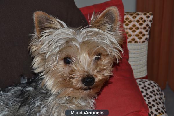 perro perdido en mejorada del campo