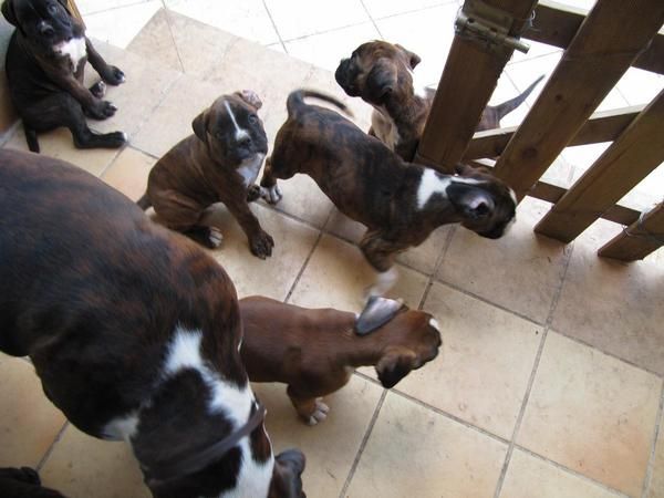 Preciosos cachorros boxer listos para entregar