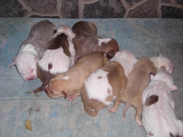 se vende pitbull red nose