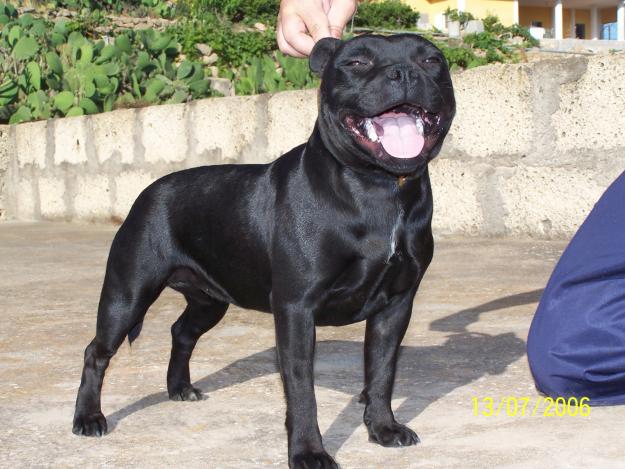 VENTA DE  STAFFORDSHIRE BULL TERRIER