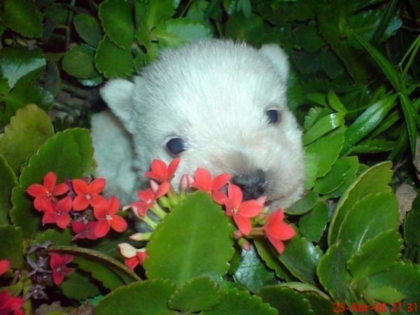 WESTHIGLAND WHITE TERRIER, perros, cachorros, criadero, venta.  Rústico, vivaz, valiente, muy independiente , es un anim