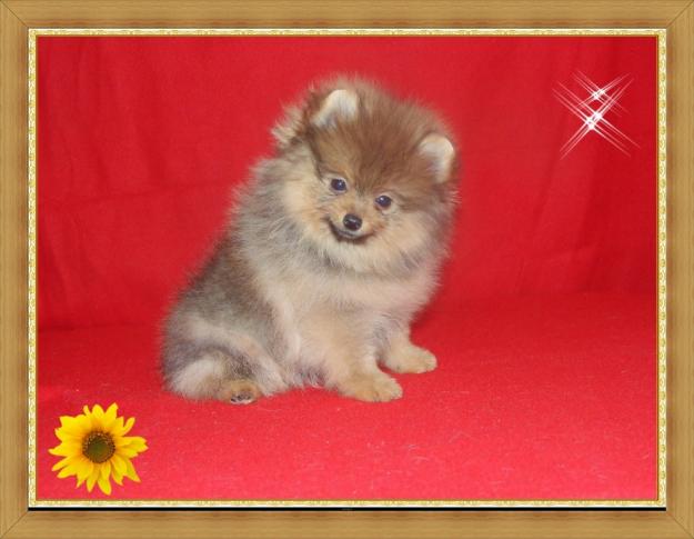 *** excelente cachorrito de lulu de pomerania ***