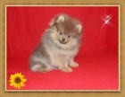 *** excelente cachorrito de lulu de pomerania *** - mejor precio | unprecio.es