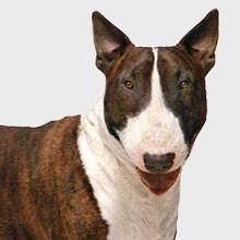 ADOPTO BULL TERRIER 150€.