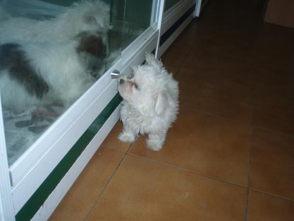 Bichon Maltes hembra 390 euros