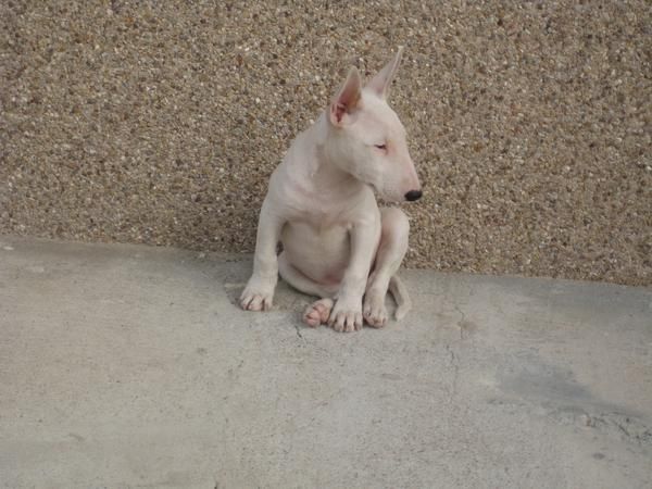 bull terrier mini blanco hembra