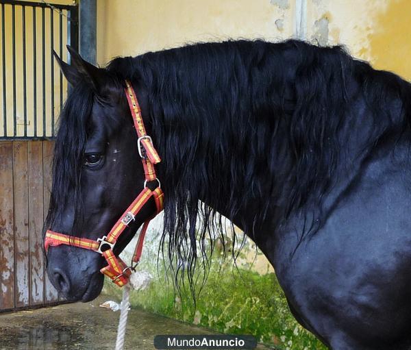 caballo pre negro