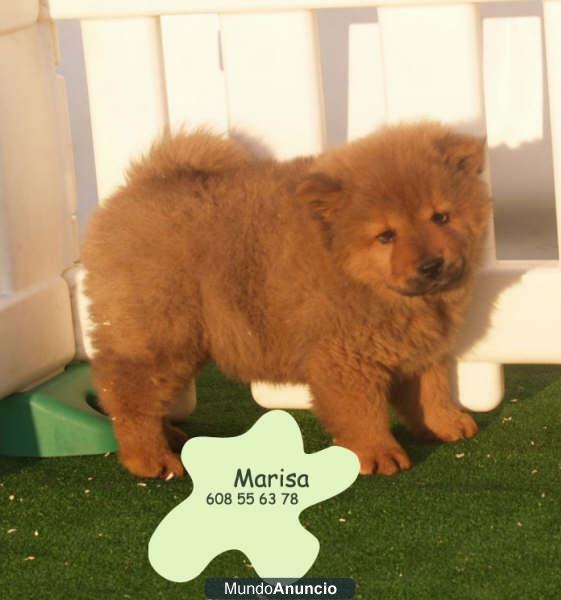 Cachorros  de chow chow ,muy economicos