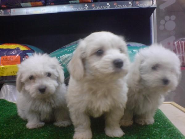 CACHORROS DE MALTES MINI, PRECIOSOS 530 EUROS