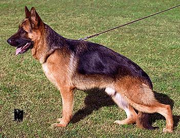 Cachorros de pastor alemán