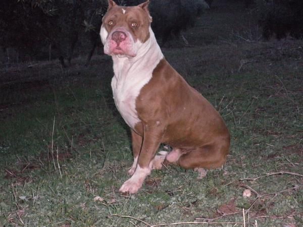 CAMADA AMERICAN PITBULL