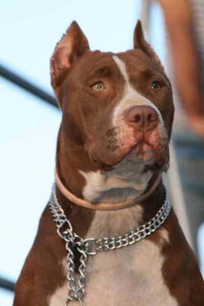 se busca pitbull red nose macho para procrear