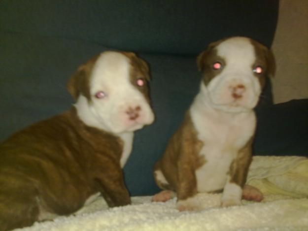 Se vende camada de pitbull red nose