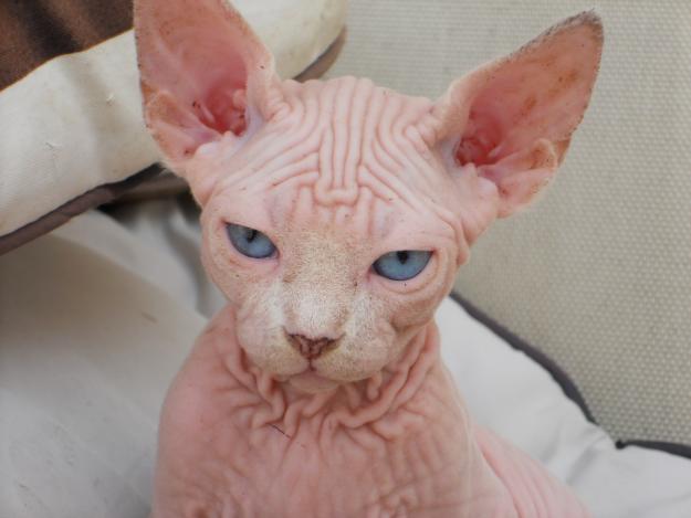 SPHYNX