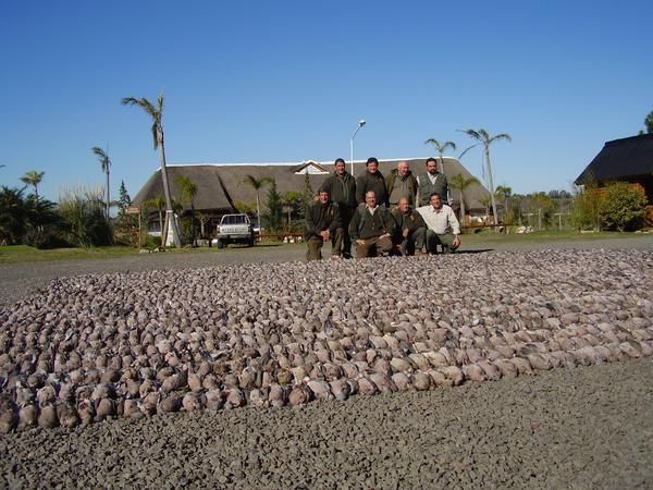 Tirada de Tortolas en Argentina (3 dias -3 cazadores)  690