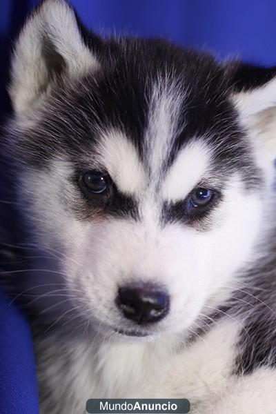 www.aquanatura.es-Alaskan Malamute con GARANTIA en BARCELONA