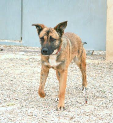 Cachorrita de un año muy sociable e inteligente, tamaño medio, busca casa