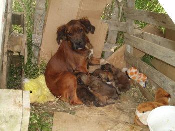 Acogida urgente, perrita y sus bebés en el campo, en unos dias se los lleva la perrera¡¡