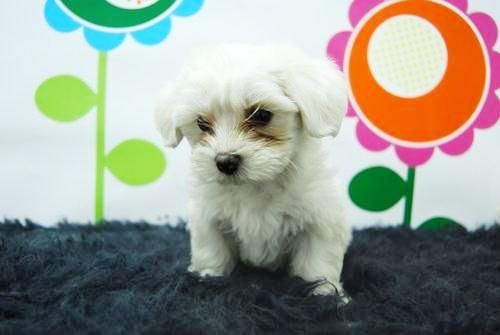 Bichon Maltes Listos para Entregar Preciosa Camada Disponible