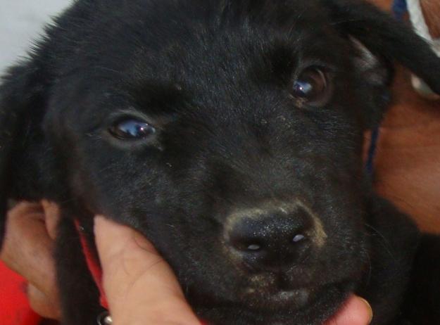 cachorrita labrador