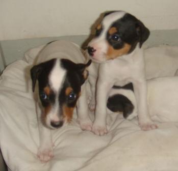 CACHORROS DE BODEGUERO ANDALUZ