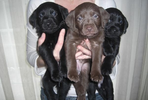 Cachorros de labrador