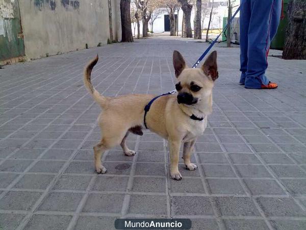 chihuahua para montas en sevilla