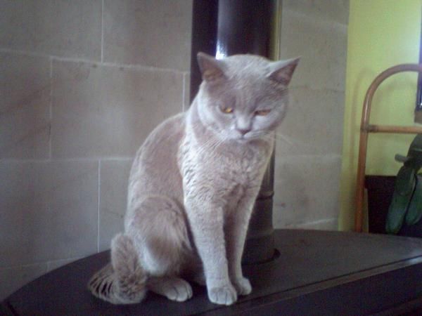 gatitos british shorthair