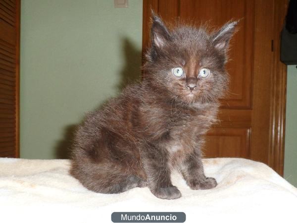 HEMBRA MAINE COON CON PEDIGREE