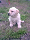 Maravillosos cachorros de labrador. - mejor precio | unprecio.es