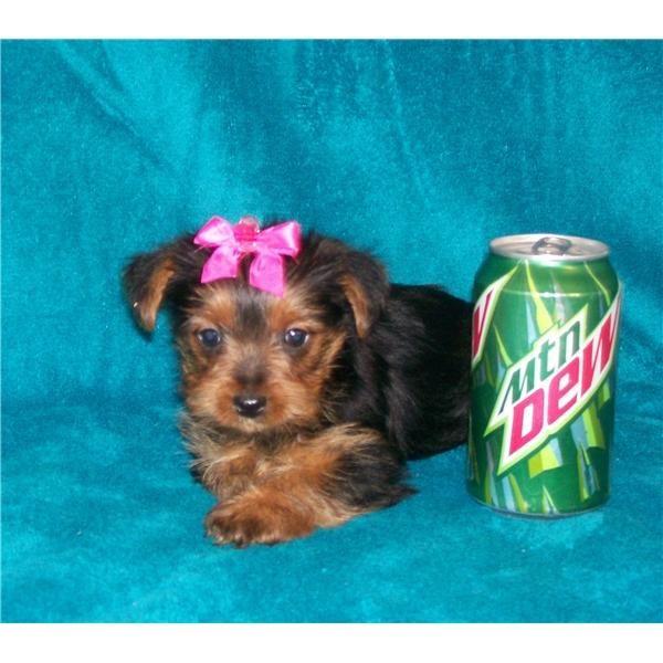 Muy pequeña YORKIE FIFI