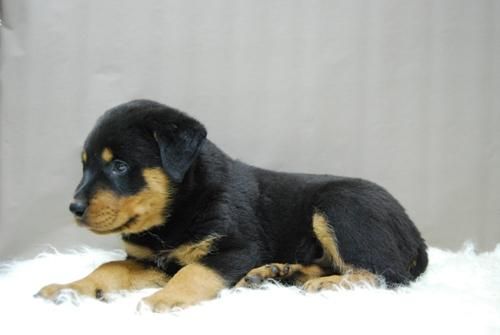 Rottweiler - Cachorros de Pura Raza - con Pedigre Nacional ( Machos y Hembras Disponibles )