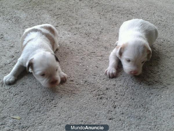 Se REGALAN dos perritos (cachorros) en Pontevedra