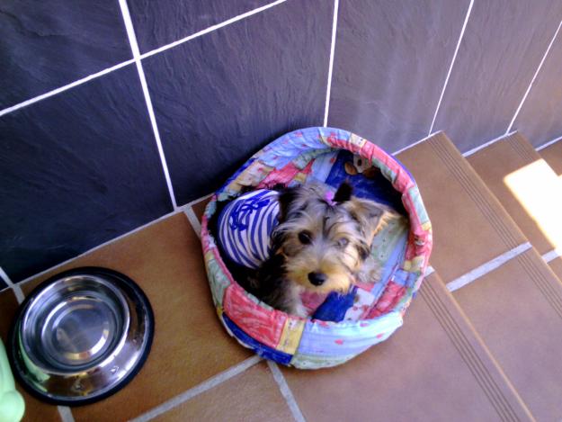 vendo yorsai terrier de 7 meses