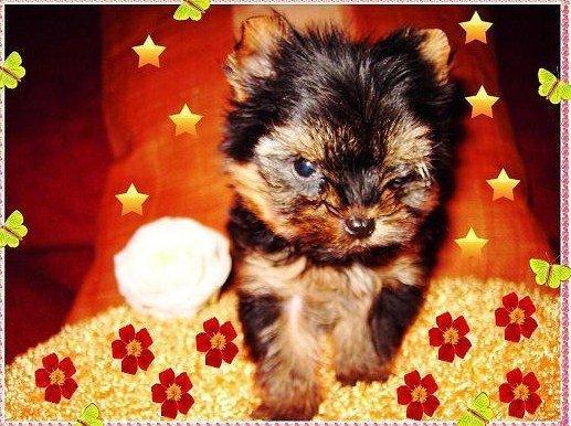 Yorkshire terrier miniatura .. gava