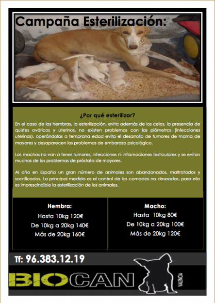 Campaña esterilización perros y gatos! Mini precios!