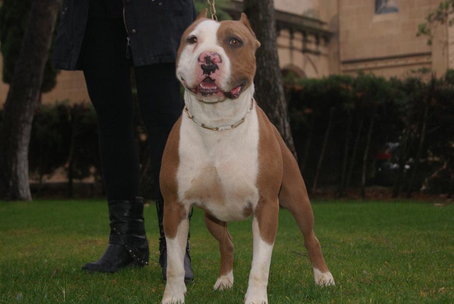 American bully