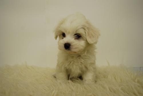 bichon maltes, el perrito que buscabas, estamos en madrid