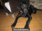 braki labrador de 4 meses que encontraron moribundo - mejor precio | unprecio.es