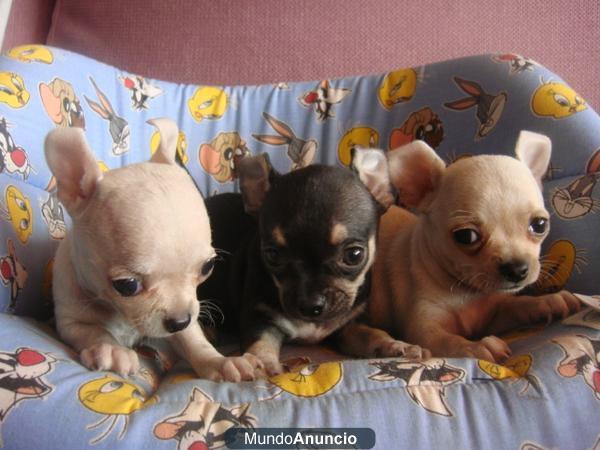 cachorritos de chihuahuas