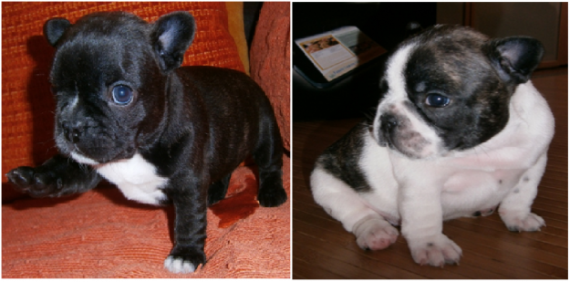 Cachorros BULLDOG FRANCES