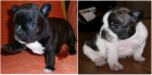 Cachorros BULLDOG FRANCES - mejor precio | unprecio.es